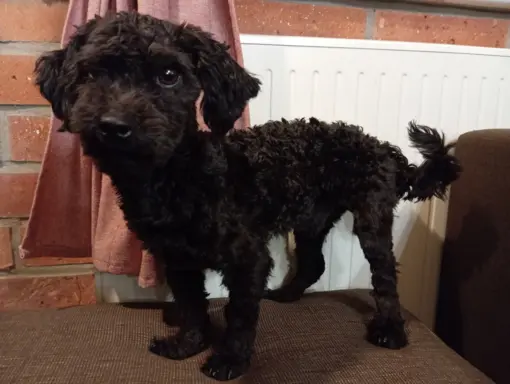 Hetman piesek rasy Rosyjska Bolonka Kolorowa 6