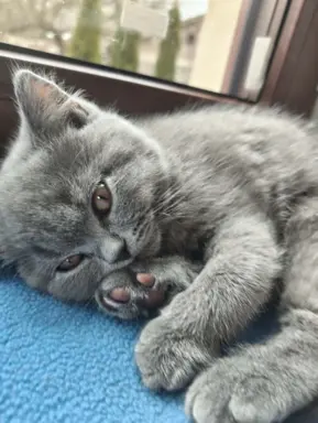 Kotek Brytyjski krótkowłosy niebieski (Lukier) 1