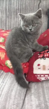 Kotek Brytyjski krótkowłosy niebieski (Lukier) 2