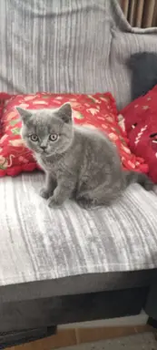 Kotek Brytyjski krótkowłosy niebieski (Lukier) 3