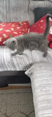 Kotek Brytyjski krótkowłosy niebieski (Lukier) 4