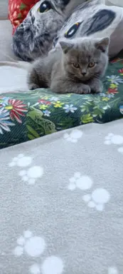 Kotek Brytyjski krótkowłosy niebieski (Lukier) 5