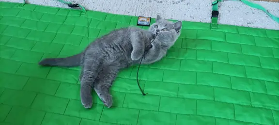 Kotek Brytyjski krótkowłosy niebieski (Lukier) 6