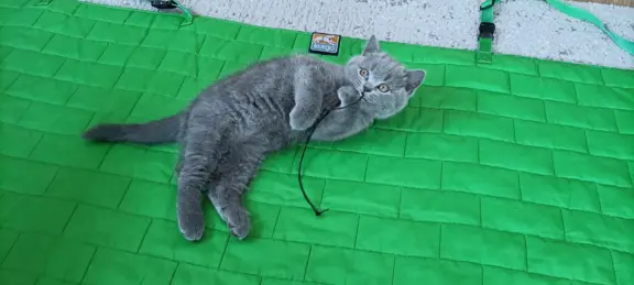 Kotek Brytyjski krótkowłosy niebieski (Lukier) 7