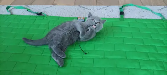 Kotek Brytyjski krótkowłosy niebieski (Lukier) 8