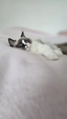 Ragdoll kocurek bicolour 2