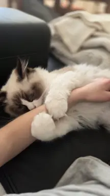 Ragdoll kocurek bicolour 3