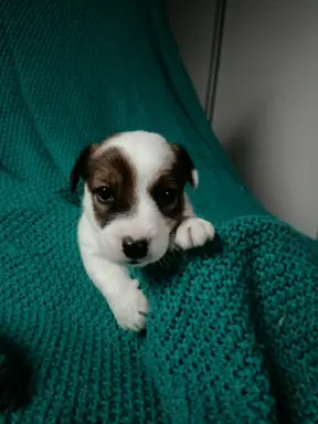 Wzorcowe Jack Russell terrier piękny exterrier gładkie 2