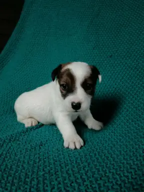 Wzorcowe Jack Russell terrier piękny exterrier gładkie 1