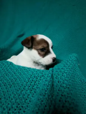 Wzorcowe Jack Russell terrier piękny exterrier gładkie 3