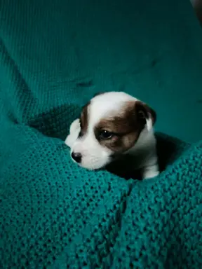 Wzorcowe Jack Russell terrier piękny exterrier gładkie 4