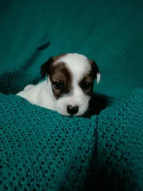 Wzorcowe Jack Russell terrier piękny exterrier gładkie 5