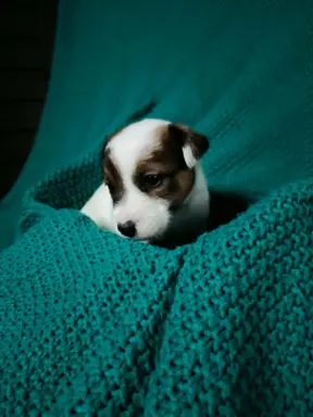 Wzorcowe Jack Russell terrier piękny exterrier gładkie 6