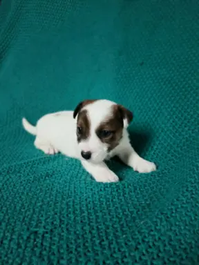 Wzorcowe Jack Russell terrier piękny exterrier gładkie 7