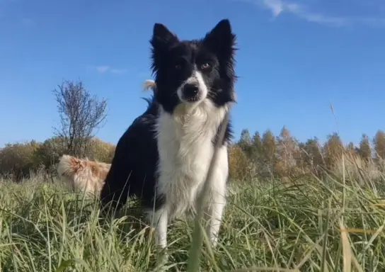 Rasowa suczka BORDER COLLIE z Hodowli, z pełną dok. Rodzice 6
