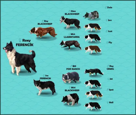 Rasowa suczka BORDER COLLIE z Hodowli, z pełną dok. Rodzice 7