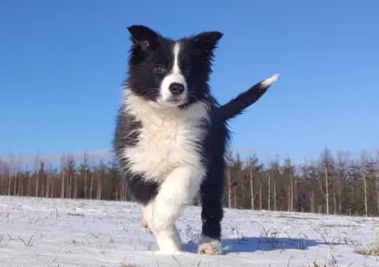 Rasowa suczka BORDER COLLIE z Hodowli, z pełną dok. Rodzice 1