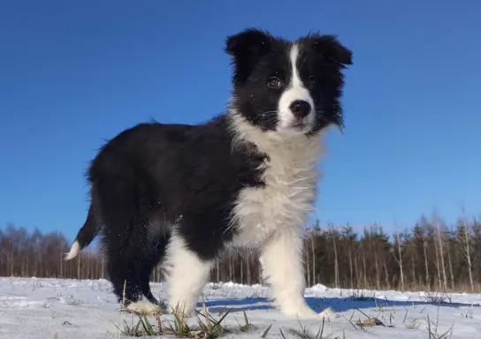 Rasowa suczka BORDER COLLIE z Hodowli, z pełną dok. Rodzice 3