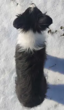 Rasowa suczka BORDER COLLIE z Hodowli, z pełną dok. Rodzice 5
