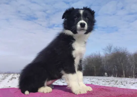 Suczka Border Collie z pełną dok. Rasowa z Hodowli 1
