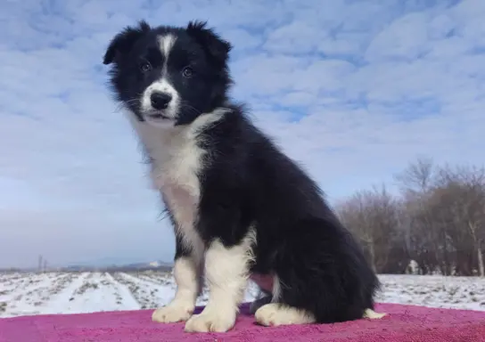 Suczka Border Collie z pełną dok. Rasowa z Hodowli 2