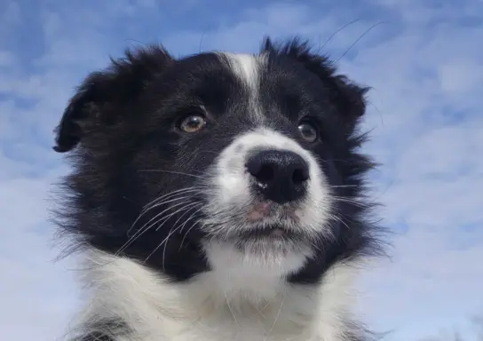 Suczka Border Collie z pełną dok. Rasowa z Hodowli 3
