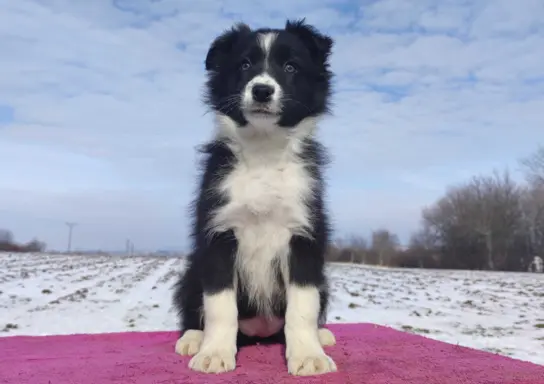 Suczka Border Collie z pełną dok. Rasowa z Hodowli 4