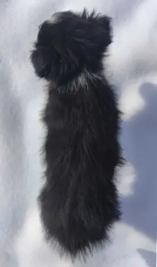 Suczka Border Collie z pełną dok. Rasowa z Hodowli 5