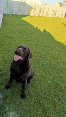 Śliczne suczki Labrador retriever. Rodzice FCI i SWKiPR 8
