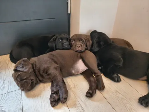 Śliczne suczki Labrador retriever. Rodzice FCI i SWKiPR 3