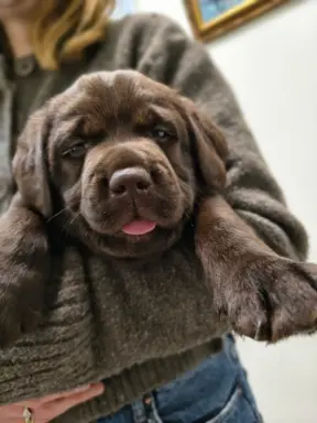 Śliczne suczki Labrador retriever. Rodzice FCI i SWKiPR 2