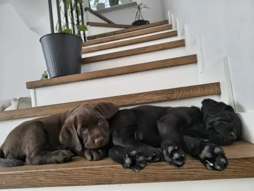 Śliczne suczki Labrador retriever. Rodzice FCI i SWKiPR 1