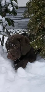 Śliczne suczki Labrador retriever. Rodzice FCI i SWKiPR 4