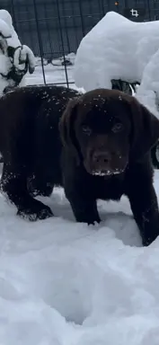 Śliczne suczki Labrador retriever. Rodzice FCI i SWKiPR 6