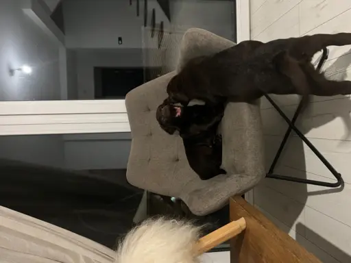 Śliczne suczki Labrador retriever. Rodzice FCI i SWKiPR 10