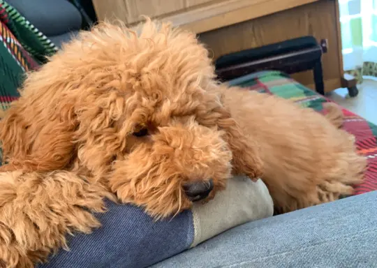 Pudel miniaturowy red Ferro 5