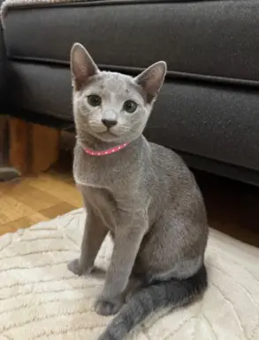 Kotki rosyjskie niebieskie 3