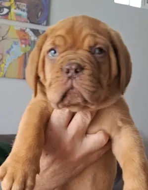 Bordoski dog Piękne szczenięta 2