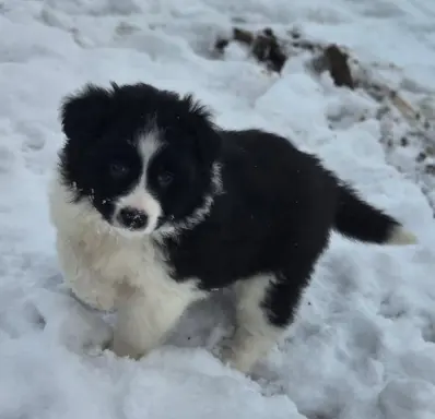 Szczeniak piesek border collie czarno-biały ZKWP FCI 3