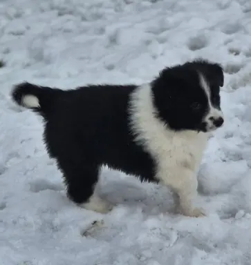 Szczeniak piesek border collie czarno-biały ZKWP FCI 5