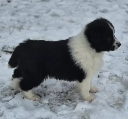 Szczeniak piesek border collie czarno-biały ZKWP FCI 6