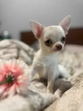 Cudowny chłopczyk krótkowłosy kremowy 1