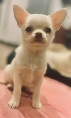 Cudowny chłopczyk krótkowłosy kremowy 2