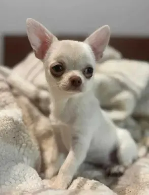 Cudowny chłopczyk krótkowłosy kremowy 3