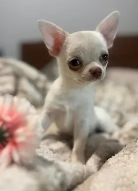 Cudowny chłopczyk krótkowłosy kremowy 4