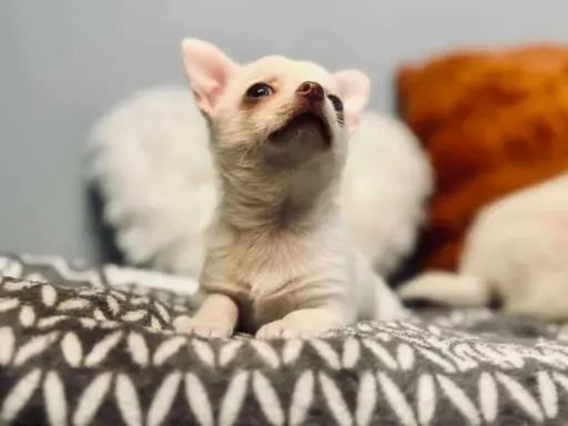 Cudowny chłopczyk krótkowłosy kremowy 5