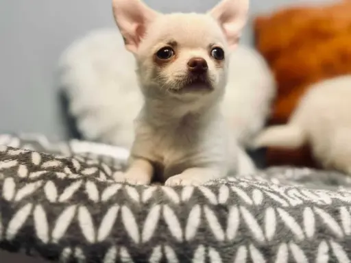 Cudowny chłopczyk krótkowłosy kremowy 6