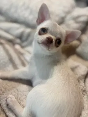 Cudowny chłopczyk krótkowłosy kremowy 7