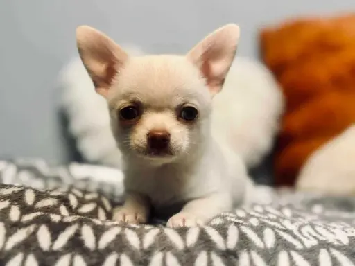 Cudowny chłopczyk krótkowłosy kremowy 8