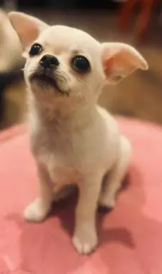 Piękny chłopczyk krótkowłosy jasnokremowy 5